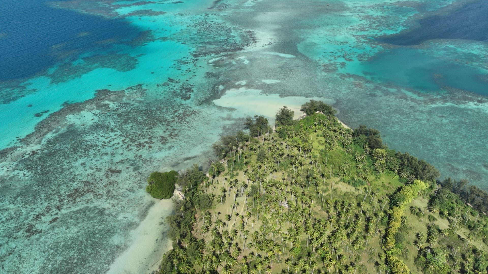 Kebun kelapa warga menutupi punggung pulau, dikelilingi perairan dangkal.