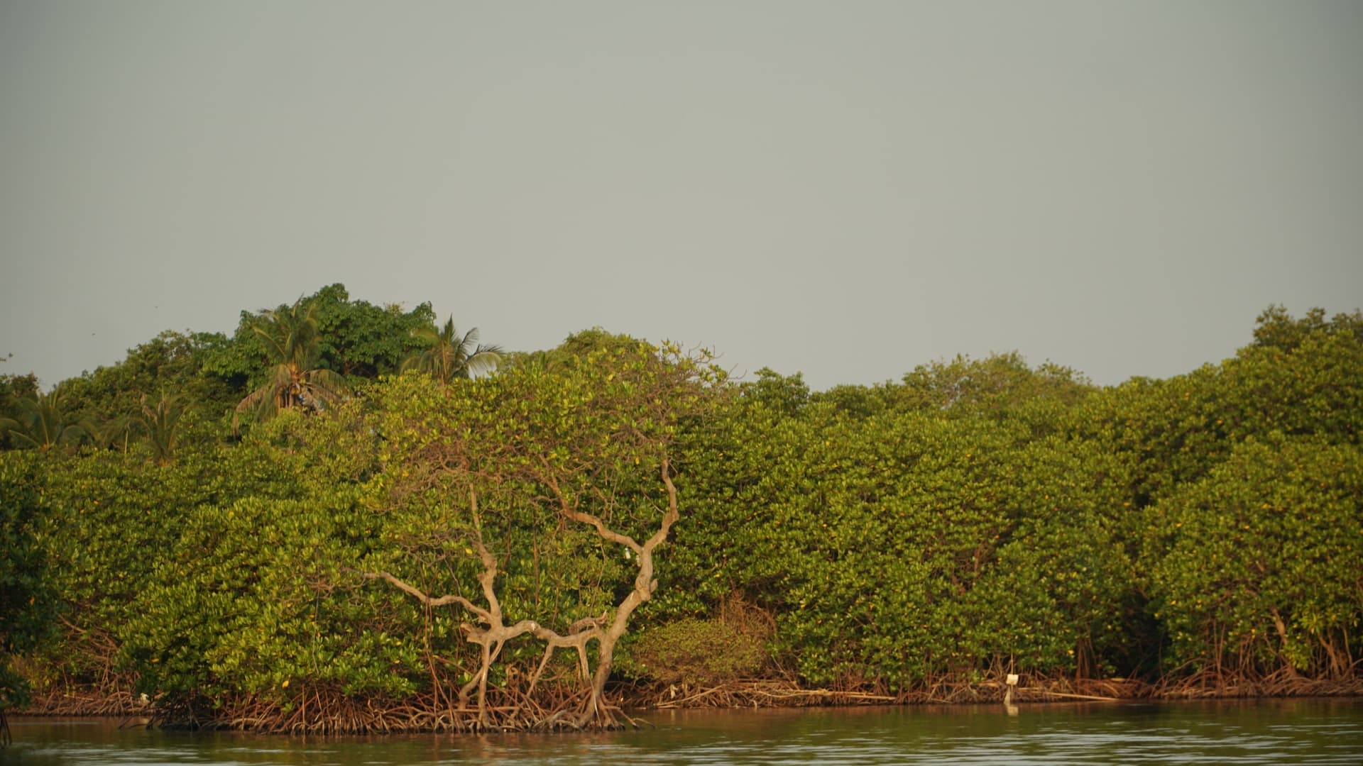 Hutan mangrove di tepi perairan Pulau Nyamuk.